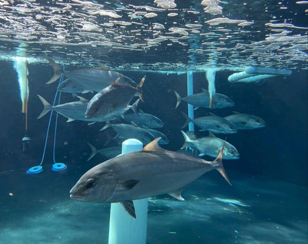 Solar panels and control box powering the system