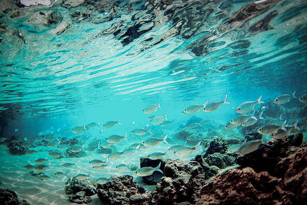 Fish swimming over rocks in clear shallow water