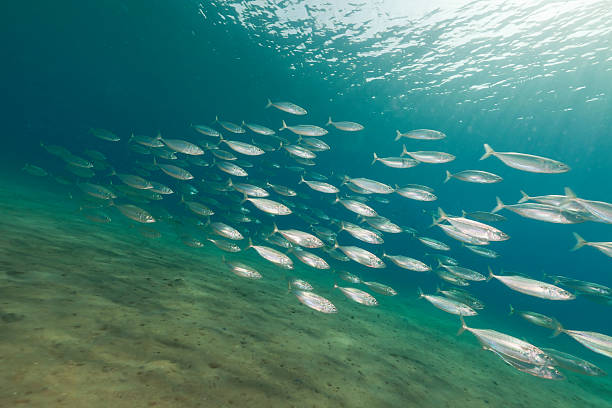 Shoal of fish in sunlit water